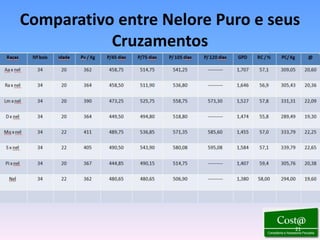 Comparativo entre Nelore Puro e seus
           Cruzamentos




                                   21
 