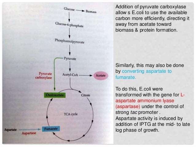 Maximizing the efficiency of fermentation process - Maximizing The Efficiency Of Fermentation Process 29 638