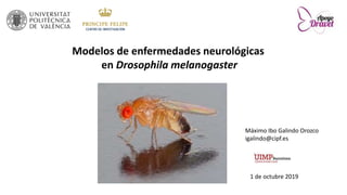 Modelos de enfermedades neurológicas
en Drosophila melanogaster
1 de octubre 2019
Máximo Ibo Galindo Orozco
igalindo@cipf.es
 