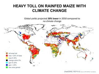 HEAVY TOLL ON RAINFED MAIZE WITH
CLIMATE CHANGE
Global yields projected 30% lower in 2050 compared to
no climate change
Source: IFPRI IMPACT simulations.(HadGEM2, RCP 8.5)
 