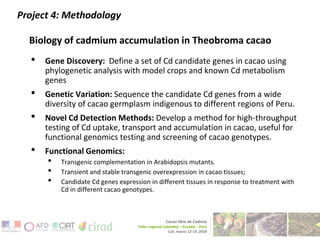 Cacao and Cadmium Research at Penn State