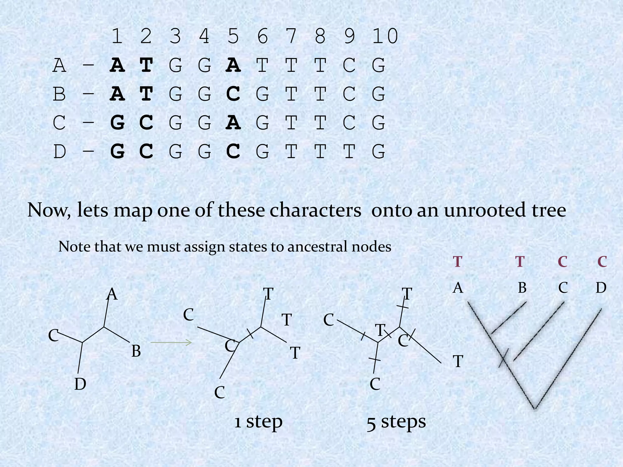 1 2 3 4 5 6 7 8 9 10
A – A T G G A T T T C G
B – A T G G C G T T C G
C – G C G G A G T T C G
D – G C G G C G T T T G
Now, lets map one of these characters onto an unrooted tree
Note that we must assign states to ancestral nodes
A
D
B
C
T
C
T
C T
C
1 step
T
C
T
C
C
T
5 steps
A B C D
T T C C
 