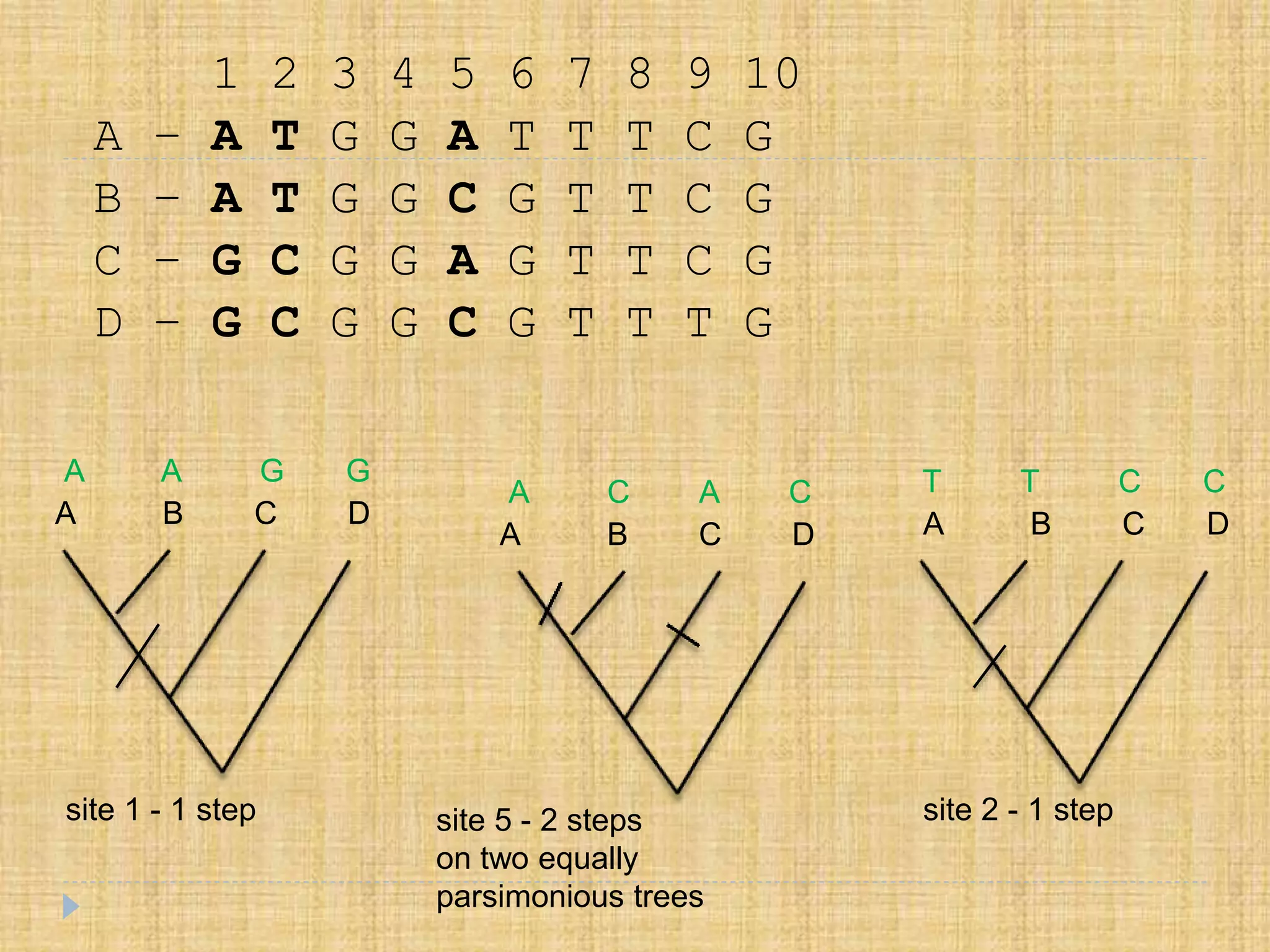 1 2 3 4 5 6 7 8 9 10
A – A T G G A T T T C G
B – A T G G C G T T C G
C – G C G G A G T T C G
D – G C G G C G T T T G
site 1 - 1 step
A B C D
A B C D A B C D
A A G G
A C A C T T C C
site 5 - 2 steps
on two equally
parsimonious trees
site 2 - 1 step
 