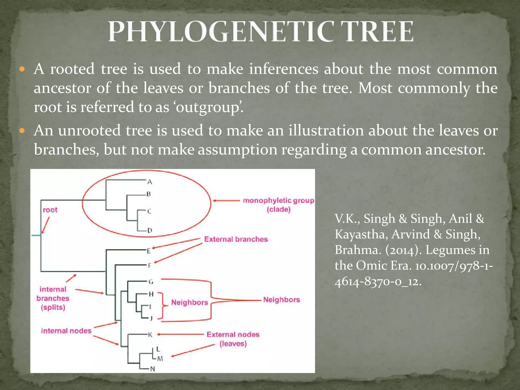  A rooted tree is used to make inferences about the most common
ancestor of the leaves or branches of the tree. Most commonly the
root is referred to as ‘outgroup’.
 An unrooted tree is used to make an illustration about the leaves or
branches, but not make assumption regarding a common ancestor.
V.K., Singh & Singh, Anil &
Kayastha, Arvind & Singh,
Brahma. (2014). Legumes in
the Omic Era. 10.1007/978-1-
4614-8370-0_12.
 