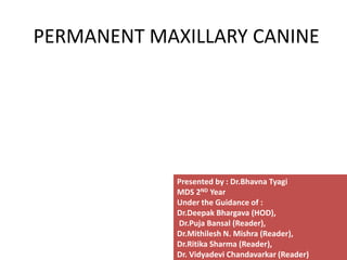 PERMANENT MAXILLARY CANINE
Presented by : Dr.Bhavna Tyagi
MDS 2ND Year
Under the Guidance of :
Dr.Deepak Bhargava (HOD),
Dr.Puja Bansal (Reader),
Dr.Mithilesh N. Mishra (Reader),
Dr.Ritika Sharma (Reader),
Dr. Vidyadevi Chandavarkar (Reader)
 