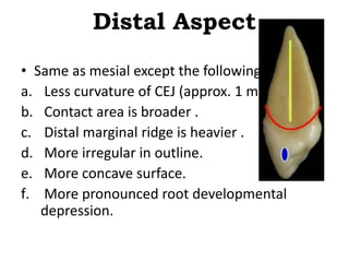Option A Distal Marginal Ridge Maxillary permanent canine | PPTX