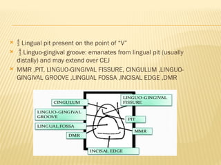   Lingual pit present on the point of “V”
  Linguo-gingival groove: emanates from lingual pit (usually
distally) and may extend over CEJ
 MMR ,PIT, LINGUO-GINGIVAL FISSURE, CINGULUM ,LINGUO-
GINGIVAL GROOVE ,LINGUAL FOSSA ,INCISAL EDGE ,DMR
 