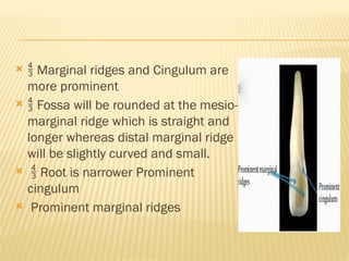   Marginal ridges and Cingulum are
more prominent
  Fossa will be rounded at the mesio-
marginal ridge which is straight and
longer whereas distal marginal ridge
will be slightly curved and small.
  Root is narrower Prominent
cingulum
 Prominent marginal ridges
 