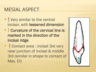 MESIAL ASPECT
  Very similar to the central
incisor, with lessened dimension
  Curvature of the cervical line is
marked in the direction of the
incisal ridge
  Contact area : incisal 3rd very
near junction of incisal & middle
3rd (similar in shape to contact of
Max. CI)
 