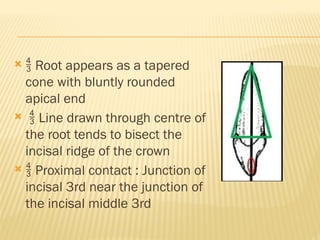   Root appears as a tapered
cone with bluntly rounded
apical end
  Line drawn through centre of
the root tends to bisect the
incisal ridge of the crown
  Proximal contact : Junction of
incisal 3rd near the junction of
the incisal middle 3rd
 