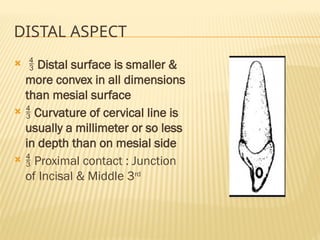 DISTAL ASPECT
  Distal surface is smaller &
more convex in all dimensions
than mesial surface
  Curvature of cervical line is
usually a millimeter or so less
in depth than on mesial side
  Proximal contact : Junction
of Incisal & Middle 3rd
 