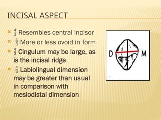 INCISAL ASPECT
  Resembles central incisor
  More or less ovoid in form
  Cingulum may be large, as
is the incisal ridge
  Labiolingual dimension
may be greater than usual
in comparison with
mesiodistal dimension
 