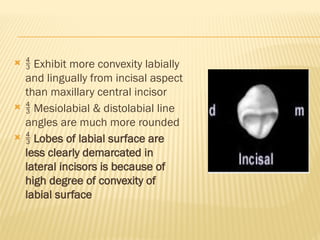   Exhibit more convexity labially
and lingually from incisal aspect
than maxillary central incisor
  Mesiolabial & distolabial line
angles are much more rounded
  Lobes of labial surface are
less clearly demarcated in
lateral incisors is because of
high degree of convexity of
labial surface
 