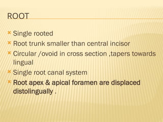 ROOT
 Single rooted
 Root trunk smaller than central incisor
 Circular /ovoid in cross section ,tapers towards
lingual
 Single root canal system
 Root apex & apical foramen are displaced
distolingually .
 
