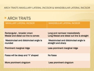 ARCH TRAITS MAXILLARY LATERAL INCISOR & MANDIBULAR LATERAL INCISOR
 ARCH TRAITS
MAXILLARY LATERAL INCISOR MANDIBULAR LATERAL INCISOR
Rectangular , broader crown
Mesial and distal out line is convex
Long and narrower mesiodistally
Long Mesial and distal out line is straight
Mesioincisal and distoincisal angle is
rounded
Mesioincisal and distoincisal angle is
straight and sharp
Prominent marginal ridge Less prominent marginal ridge
Fossa will be deep and ‘V’ shaped No fossa
More prominent cingulum Less prominent cingulum
 