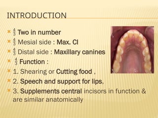 INTRODUCTION
  Two in number
  Mesial side : Max. CI
  Distal side : Maxillary canines
  Function :
 1. Shearing or Cutting food ,
 2. Speech and support for lips,
 3. Supplements central incisors in function &
are similar anatomically
 