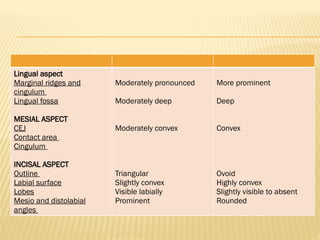 Lingual aspect
Marginal ridges and
cingulum
Lingual fossa
MESIAL ASPECT
CEJ
Contact area
Cingulum
INCISAL ASPECT
Outline
Labial surface
Lobes
Mesio and distolabial
angles
Moderately pronounced
Moderately deep
Moderately convex
Triangular
Slightly convex
Visible labially
Prominent
More prominent
Deep
Convex
Ovoid
Highly convex
Slightly visible to absent
Rounded
 