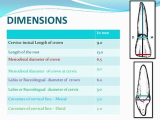 DIMENSIONS IN MM
 