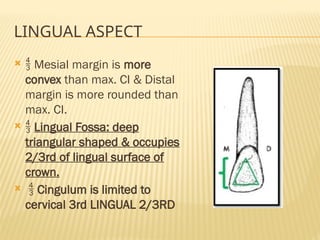 LINGUAL ASPECT
  Mesial margin is more
convex than max. CI & Distal
margin is more rounded than
max. CI.
  Lingual Fossa: deep
triangular shaped & occupies
2/3rd of lingual surface of
crown.
  Cingulum is limited to
cervical 3rd LINGUAL 2/3RD
 