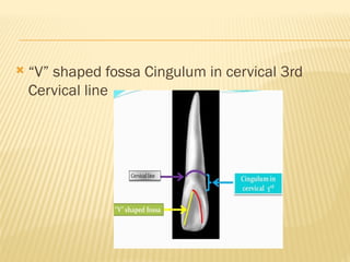  “V” shaped fossa Cingulum in cervical 3rd
Cervical line
 