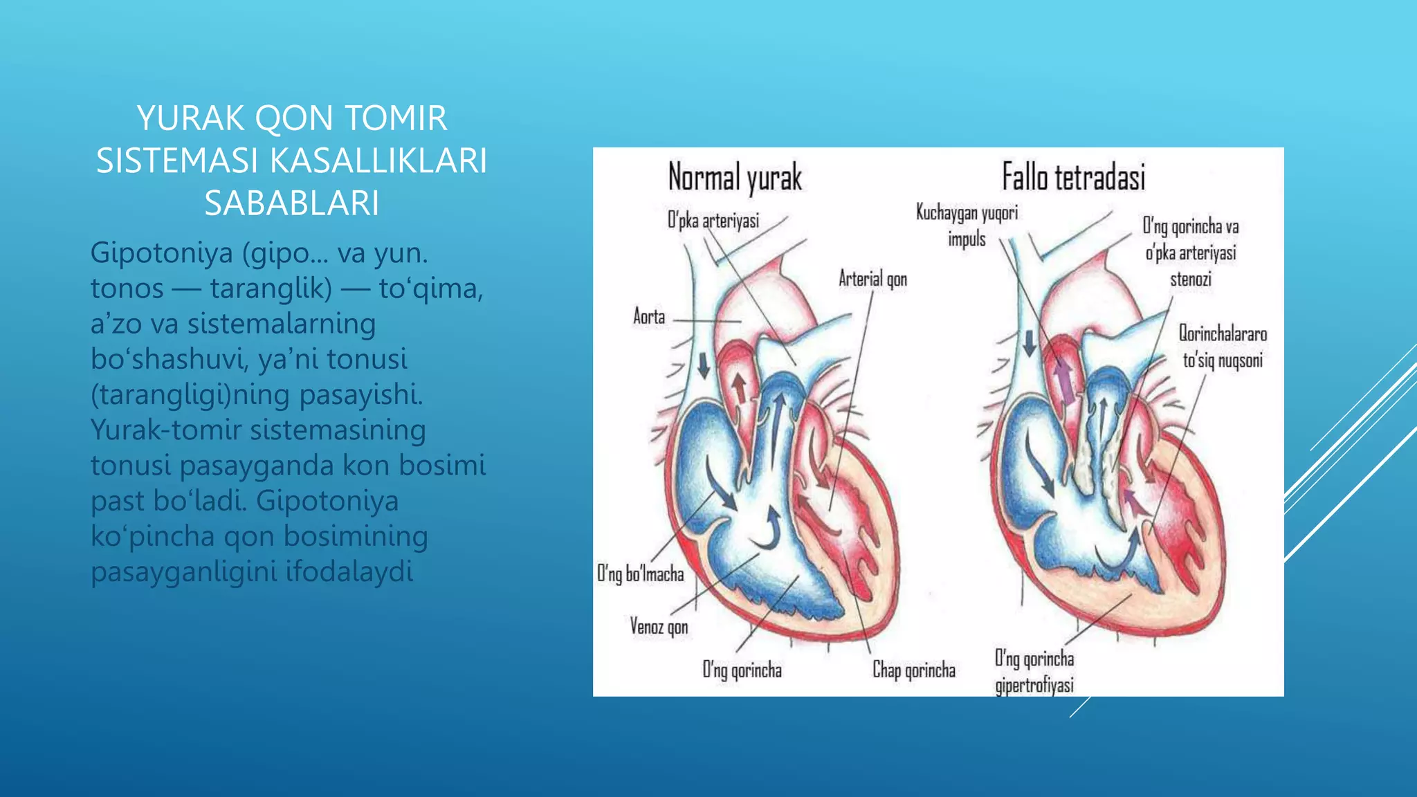Seks multfilmi: Quyon va tulki