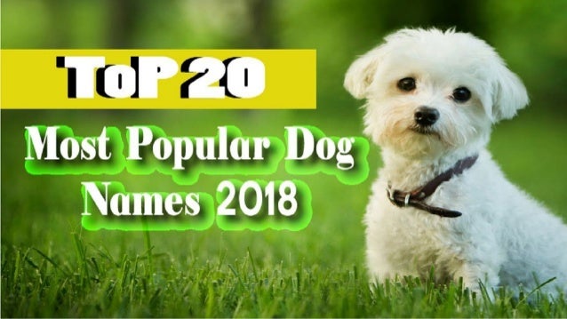 Top Most Popular Dog Names 18 Cute Boy And Girl Dog Names Top Most Popular Dog Names 18 Cute Boy And Girl Dog Names