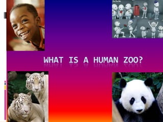 What is a human zoo? 