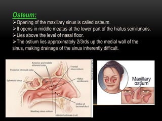 Osteum:
Opening of the maxillary sinus is called osteum.
It opens in middle meatus at the lower part of the hiatus semilunaris.
Lies above the level of nasal floor.
The ostium lies approximately 2/3rds up the medial wall of the
sinus, making drainage of the sinus inherently difficult.
 