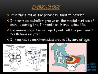  It is the first of the paranasal sinus to develop.
 It starts as a shallow groove on the medial surface of
maxilla during the 4th month of intrauterine life.
 Expansion occurs more rapidly until all the permanent
teeth have erupted.
 It reaches to maximum size around 18years of age.
(Koch 1930)
(Bailey 1998)
(Sadler 1995)
 