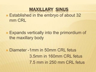 MAXILLARY SINUS
 Established in the embryo of about 32
mm CRL
 Expands vertically into the primordium of
the maxillary body
 Diameter -1mm in 50mm CRL fetus
3.5mm in 160mm CRL fetus
7.5 mm in 250 mm CRL fetus
 