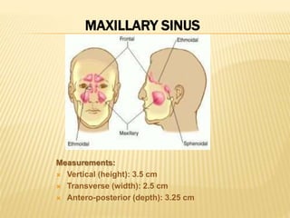 Measurements:
 Vertical (height): 3.5 cm
 Transverse (width): 2.5 cm
 Antero-posterior (depth): 3.25 cm
MAXILLARY SINUS
 