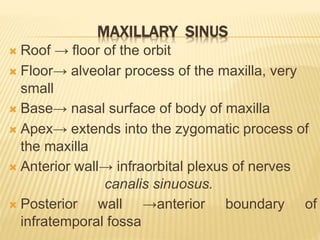 MAXILLARY SINUS
 Roof → floor of the orbit
 Floor→ alveolar process of the maxilla, very
small
 Base→ nasal surface of body of maxilla
 Apex→ extends into the zygomatic process of
the maxilla
 Anterior wall→ infraorbital plexus of nerves
canalis sinuosus.
 Posterior wall →anterior boundary of
infratemporal fossa
 