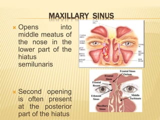 MAXILLARY SINUS
 Opens into
middle meatus of
the nose in the
lower part of the
hiatus
semilunaris
 Second opening
is often present
at the posterior
part of the hiatus
 