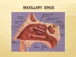 MAXILLARY SINUS
 