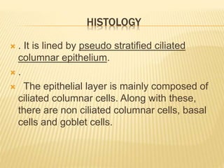 HISTOLOGY
 . It is lined by pseudo stratified ciliated
columnar epithelium.
 .
 The epithelial layer is mainly composed of
ciliated columnar cells. Along with these,
there are non ciliated columnar cells, basal
cells and goblet cells.
 