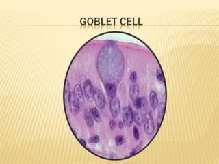 GOBLET CELL
 