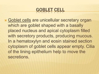 GOBLET CELL
 Goblet cells are unicellular secretary organ
which are goblet shaped with a basally
placed nucleus and apical cytoplasm filled
with secretory products, producing mucous.
In a hematoxylyn and eosin stained section
cytoplasm of goblet cells appear empty. Cilia
of the lining epithelium help to move the
secretions.
 