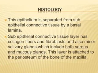HISTOLOGY
 This epithelium is separated from sub
epithelial connective tissue by a basal
lamina.
 Sub epithelial connective tissue layer has
collagen fibers and fibroblasts and also minor
salivary glands which include both serous
and mucous glands. This layer is attached to
the periosteum of the bone of the maxilla.
 