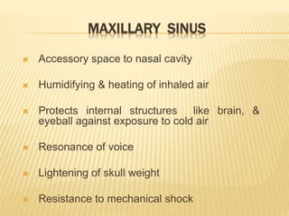 MAXILLARY SINUS
 Accessory space to nasal cavity
 Humidifying & heating of inhaled air
 Protects internal structures like brain, &
eyeball against exposure to cold air
 Resonance of voice
 Lightening of skull weight
 Resistance to mechanical shock
 