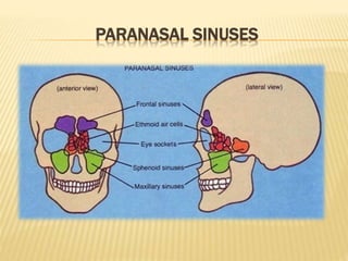 PARANASAL SINUSES
 