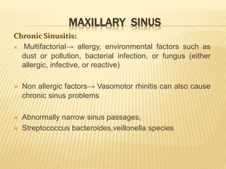 MAXILLARY SINUS
Chronic Sinusitis:
 Multifactorial→ allergy, environmental factors such as
dust or pollution, bacterial infection, or fungus (either
allergic, infective, or reactive)
 Non allergic factors→ Vasomotor rhinitis can also cause
chronic sinus problems
 Abnormally narrow sinus passages,
 Streptococcus bacteroides,veillonella species
 