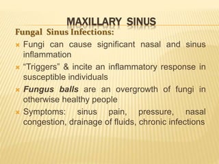 MAXILLARY SINUS
Fungal Sinus Infections:
 Fungi can cause significant nasal and sinus
inflammation
 “Triggers” & incite an inflammatory response in
susceptible individuals
 Fungus balls are an overgrowth of fungi in
otherwise healthy people
 Symptoms: sinus pain, pressure, nasal
congestion, drainage of fluids, chronic infections
 