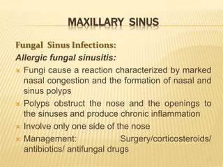 MAXILLARY SINUS
Fungal Sinus Infections:
Allergic fungal sinusitis:
 Fungi cause a reaction characterized by marked
nasal congestion and the formation of nasal and
sinus polyps
 Polyps obstruct the nose and the openings to
the sinuses and produce chronic inflammation
 Involve only one side of the nose
 Management: Surgery/corticosteroids/
antibiotics/ antifungal drugs
 