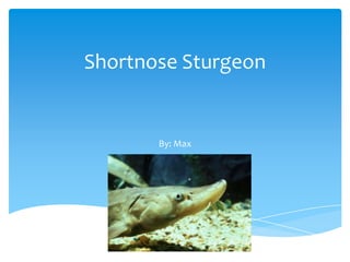 Shortnose Sturgeon


       By: Max
 