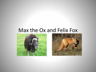 Max the Ox and Felix Fox
 