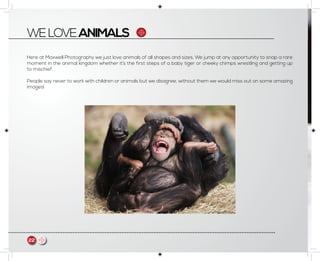WELOVEANIMALS
Here at Maxwell Photography we just love animals of all shapes and sizes. We jump at any opportunity to snap a rare
moment in the animal kingdom whether it’s the first steps of a baby tiger or cheeky chimps wrestling and getting up
to mischief.
People say never to work with children or animals but we disagree, without them we would miss out on some amazing
images!
22 m
 