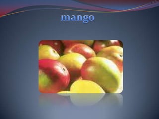 mango 