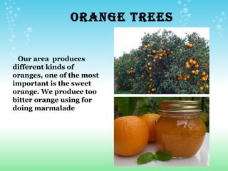 ORANGE TREES


 Our area produces
different kinds of
oranges, one of the most
important is the sweet
orange. We produce too
bitter orange using for
doing marmalade
 
