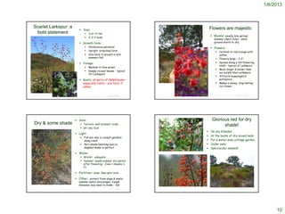 1/6/2013



   Scarlet Larkspur: a                                                                                                                                                                                                                           Flowers are majestic
                                                                                   Size:
    bold statement                                                                                3-6+ ft tall
                                                                                                                                                                                                                                                  Blooms: usually late spring/
                                                                                                  2-3 ft wide
                                                                                                                                                                                                                                                        summer (April-July) – when
                                                                                   Growth form:                                                                                                                                                        ground starts to dry
                                                                                                 Herbaceous perennial                                                                                                                            Flowers:
                                                                                                 Upright, branched form                                                                                                                                           Cardinal to red-orange with
                                                                                                 Dies back to ground in late                                                                                                                                       yellow
                                                                                                  summer/fall                                                                                                                                                      Flowers large – 2-3”
                                                                                   Foliage:                                                                                                                                                                       Spread along a tall flowering
                                                                                                                                                                                                                                                                    stalk – typical of Larkspurs
                                                                                                 Medium to blue-green
                                                                                                                                                                                                                                                                   Much larger & bolder than
                                                                                                 Deeply incised leaves – typical
                                                                                                                                                                                                                                                                    our purple-blue Larkspurs
                                                                                                  for Larkspurs
                                                                                                                                                                                                                                                                   Attracts hummingbird
                                                                                   Roots: all parts of Delphiniums –                                                                                                                                               pollinators
                                                                                    especially roots – are toxic if                                          http://www.plantscomprehensive.com/category/tags/san-diego-native-landscaping
                                                                                                                                                                                                                                                                   Makes a showy, long-lasting
                                                                                    eaten                                                                                                                                                                           cut flower

 http://www.yerbabuenanursery.com/viewplant.php?pid=0253

http://www.researchlearningcenter.com/bloom/species/Delphinium_cardinale.htm                                                            © Project SOUND                                                                                          http://www.flickr.com/photos/anniesannuals/4439583858/
                                                                                                                                                                                                                                                                                                  © Project SOUND
                                                                                  http://www.pacificbulbsociety.org/pbswiki/index.php/DelphiniumSpeciesOne




                                                                                Soils:                                                                                                                                                             Glorious red for dry
    Dry & some shade                                                                Texture: well-drained; rocky
                                                                                                                                                                                                                                                          shade!
                                                                                    pH: any local
                                                                                                                                                                                                                                                On dry hillsides
                                                                                Light:
                                                                                                                                                                                                                                                At the backs of dry mixed beds
                                                                                         Full sun only in coolest gardens
                                                                                          along coast                                                                                                                                           For a water-wise cottage garden
                                                                                         Part-shade (morning sun) or                                                                                                                           Under oaks
                                                                                          dappled shade is perfect                                                                                                                              Spectacular massed!
                                                                                                                                                             http://www.flickr.com/photos/82479320@N00/4297811407/


                                                                                Water:
                                                                                    Winter: adequate
                                                                                    Summer: needs summer dry period
                                                                                     after flowering – Zone 1 (maybe 1-
                                                                                     2)

                                                                                Fertilizer: none; likes poor soils

                                                                                Other: protect from slugs & snails;
                                                                                  summer water encourages fungal
 http://davesgarden.com/guides/pf/showimage/205893/                               diseases; may need to stake - tall
                                                                                                                                                                                                                                                  http://www.plantscomprehensive.com/category/tags/san-diego-native-landscaping
                                                                                                                                        © Project SOUND                                                                                                                                                    © Project SOUND




                                                                                                                                                                                                                                                                                                                                       10
 