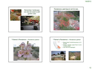 1/6/2013




                                                                                                            Penstemons: pale blues to red hot reds…
                                                             Remember: hardscape
                                                             can also be used to add
                                                                  garden color



http://www.nurseriesonline.co.uk/Garden/Garden_Design.html




       http://garden.onsugar.com/tag/flower+garden
                                                                             © Project SOUND              http://lightbrightandsparkling.blogspot.com/2008_07_01_archive.html                                                 © Project SOUND




     * Palmer’s Penstemon – Penstemon palmeri                                                        * Palmer’s Penstemon – Penstemon palmeri
                                                                                                                                                            Mojave Desert foothills/mountains to UT,
                                                                                                                                                             AZ, NM
                                                                                                                                                            Washes, roadsides, canyon floors in scrub
                                                                                                                                                             to pinyon-juniper
                                                                                                                                                            AKA ‘Wild Pink Snapdragon’

                                                                                               http://ucjeps.berkeley.edu/cgi-bin/get_JM_treatment.pl?7177,7483,0,7541




                                                                                                                                                                                http://www.flickr.com/photos/facilitybikeclub/3609173980/
                                                                             © Project SOUND                                                                                                                                  © Project SOUND




                                                                                                                                                                                                                                                     12
 